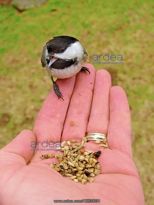 : Black-Capped Chickadee : Black-Capped Chickadee