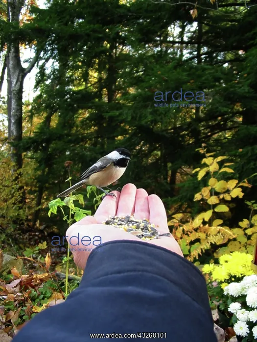 : Black-Capped Chickadee : Black-Capped Chickadee