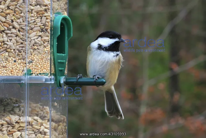 : Black-capped Chickadee at feeder : Black-capped Chickadee at feeder