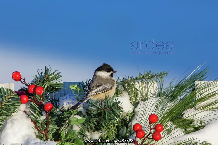 : Black-capped chickadee on a festive backyard fence : Black-capped chickadee on a festive backyard fence