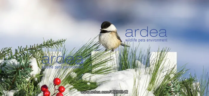 : Black-capped chickadee on a festive backyard fence : Black-capped chickadee on a festive backyard fence