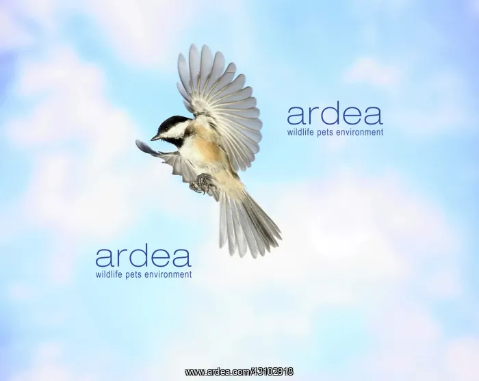 : Black-Capped Chickadee in Flight : Black-Capped Chickadee in Flight