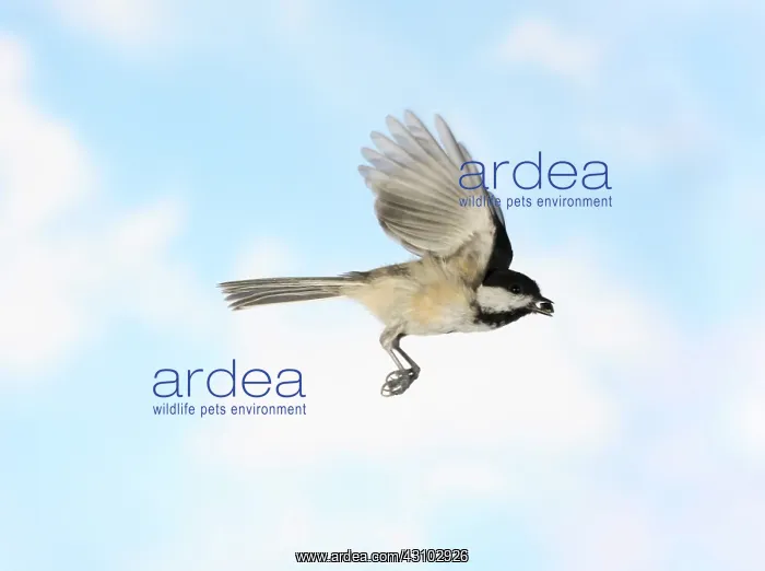 : Black-Capped Chickadee in Flight : Black-Capped Chickadee in Flight