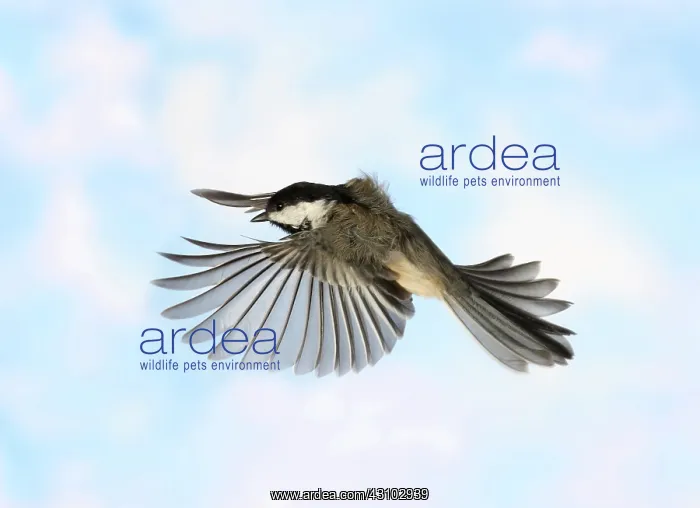: Black-Capped Chickadee in Flight : Black-Capped Chickadee in Flight