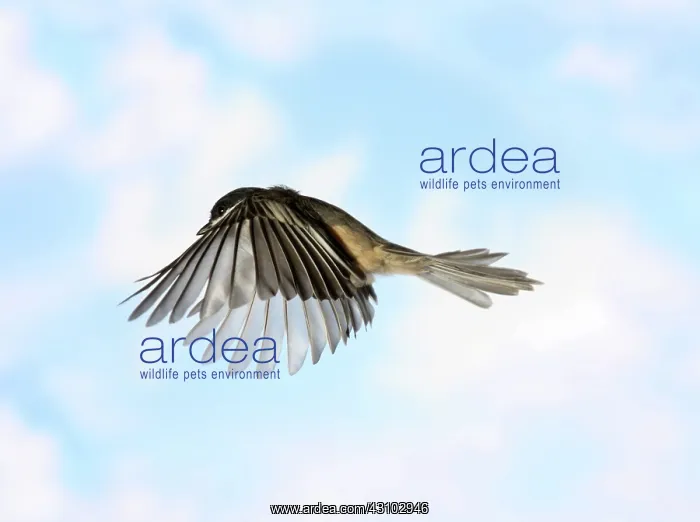 : Black-Capped Chickadee in Flight : Black-Capped Chickadee in Flight