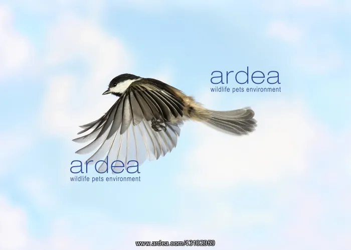 : Black-Capped Chickadee in Flight : Black-Capped Chickadee in Flight