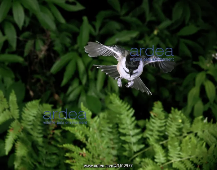 : Black-Capped Chickadee in Flight : Black-Capped Chickadee in Flight