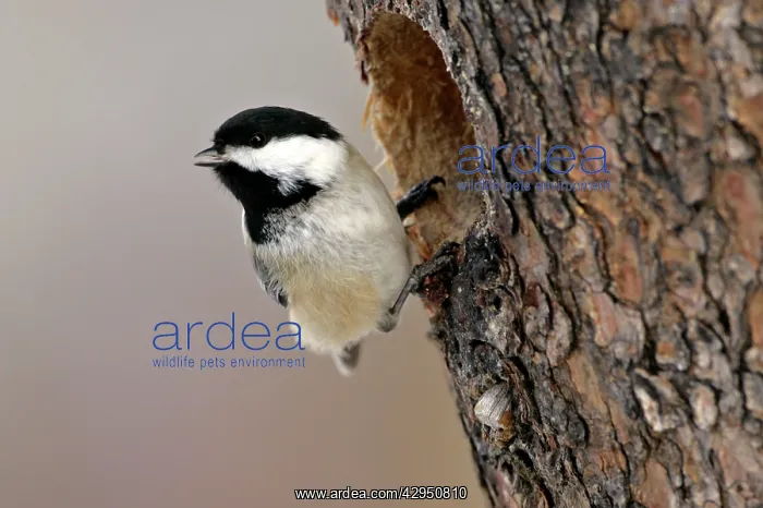  : Black-capped Chickadee hanging in front of tree hole