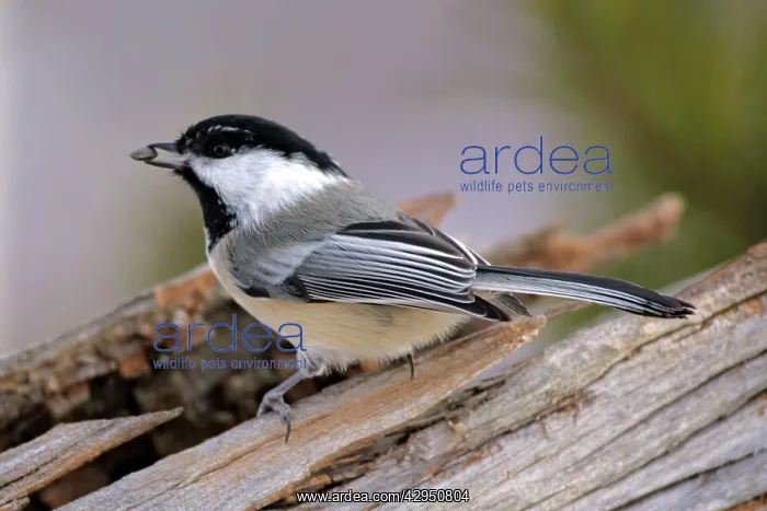 : Black-capped Chickadee - holding sunflower seed : Black-capped Chickadee - holding sunflower seed