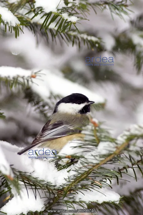 : Black-Capped Chickadee (Parus atricapillus) : Black-Capped Chickadee (Parus atricapillus)
