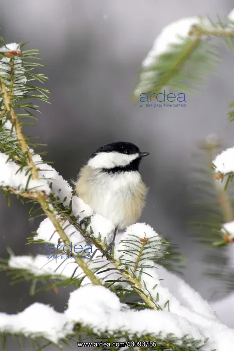 : Black-Capped Chickadee (Parus atricapillus) : Black-Capped Chickadee (Parus atricapillus)