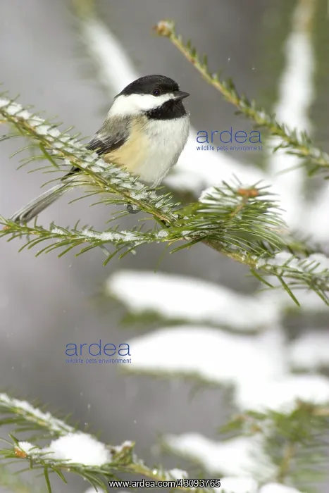 : Black-Capped Chickadee (Parus atricapillus) : Black-Capped Chickadee (Parus atricapillus)