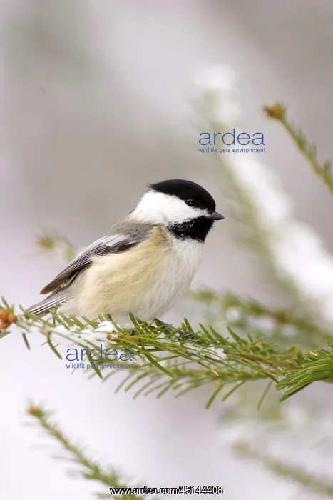  : Black-Capped Chickadee (Parus atricapillus)