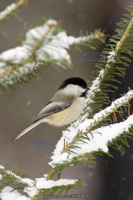 : Black-Capped Chickadee (Parus atricapillus) : Black-Capped Chickadee (Parus atricapillus)