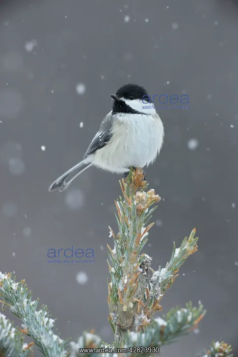 : Black-capped Chickadee - perched on tree top in snow : Black-capped Chickadee - perched on tree top in snow