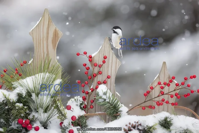 : Black-capped chickadee (Poecile atricapilla) on : Black-capped chickadee (Poecile atricapilla) on