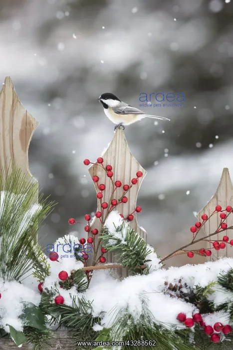 : Black-capped chickadee (Poecile atricapilla) on : Black-capped chickadee (Poecile atricapilla) on