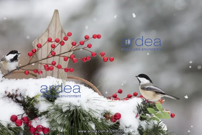 : Black-capped chickadee (Poecile atricapilla) on : Black-capped chickadee (Poecile atricapilla) on