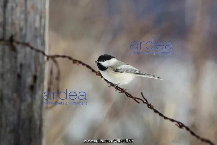 : Black-capped Chickadee (Poecile atricapillus) : Black-capped Chickadee (Poecile atricapillus)