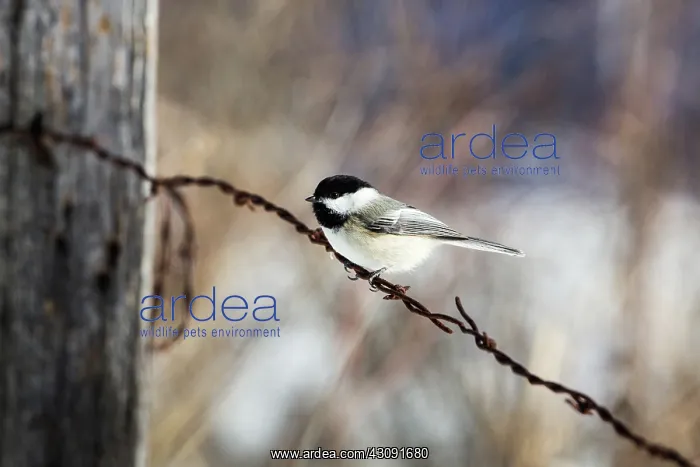 : Black-capped Chickadee (Poecile atricapillus) : Black-capped Chickadee (Poecile atricapillus)