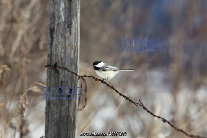 : Black-capped Chickadee (Poecile atricapillus) : Black-capped Chickadee (Poecile atricapillus)