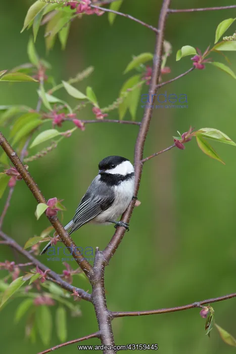 : Black-capped Chickadee (Poecile atricapillus) : Black-capped Chickadee (Poecile atricapillus)