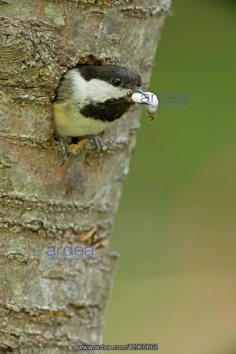  : Black-capped Chickadee - removing fecal sac from nest