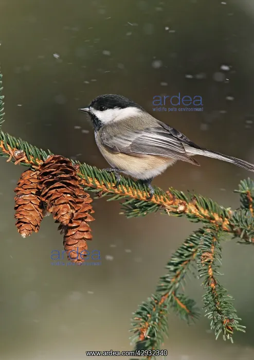 : Black-capped Chickadee in snow storm : Black-capped Chickadee in snow storm
