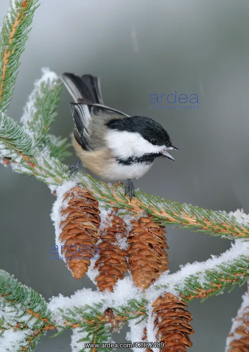 : Black-capped Chickadee in snow storm : Black-capped Chickadee in snow storm