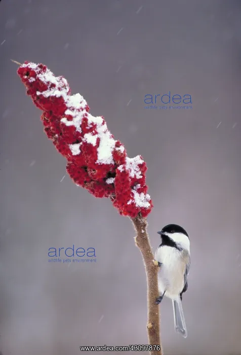 : Black-capped chickadee on staghorn sumac : Black-capped chickadee on staghorn sumac
