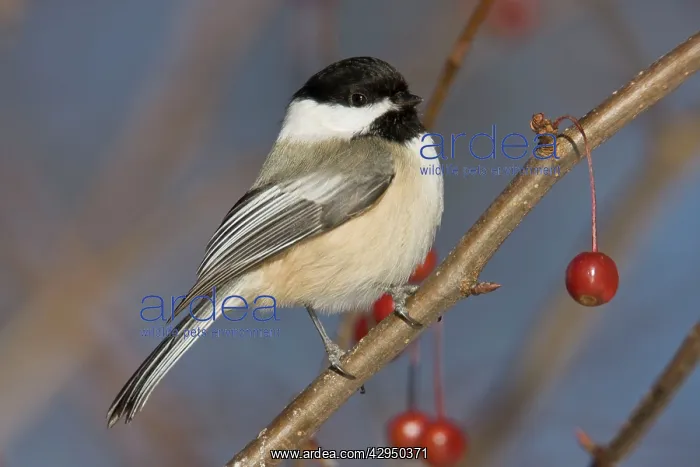 : Black-capped Chickadee, in winter : Black-capped Chickadee, in winter