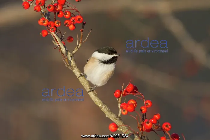 : Black-capped Chickadee in winter : Black-capped Chickadee in winter