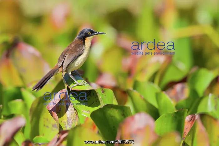 : Black-capped Donacobius : Black-capped Donacobius