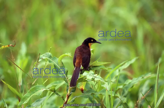 : Black-capped Donacobius / Black-capped Mocking-thrush : Black-capped Donacobius / Black-capped Mocking-thrush