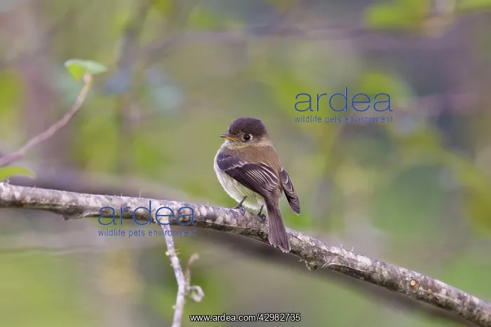 : Black-capped Flycatcher : Black-capped Flycatcher