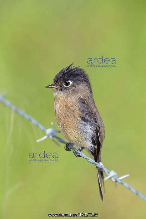 : Black-capped Flycatcher : Black-capped Flycatcher