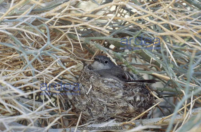 : Black-capped Gnatcatcher : Black-capped Gnatcatcher