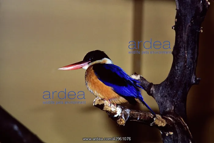 : Black-Capped Kingfisher : Black-Capped Kingfisher