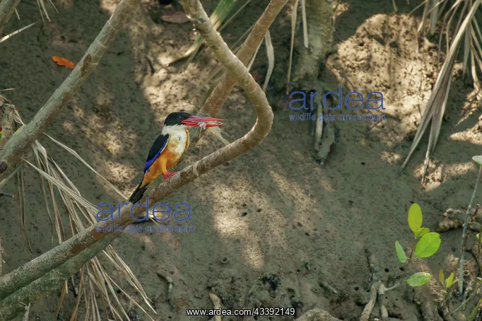 : Black-capped Kingfisher : Black-capped Kingfisher
