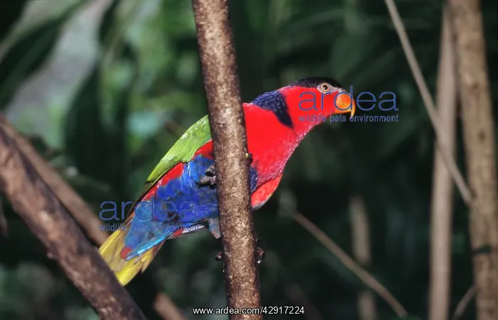  : Black-capped Lory