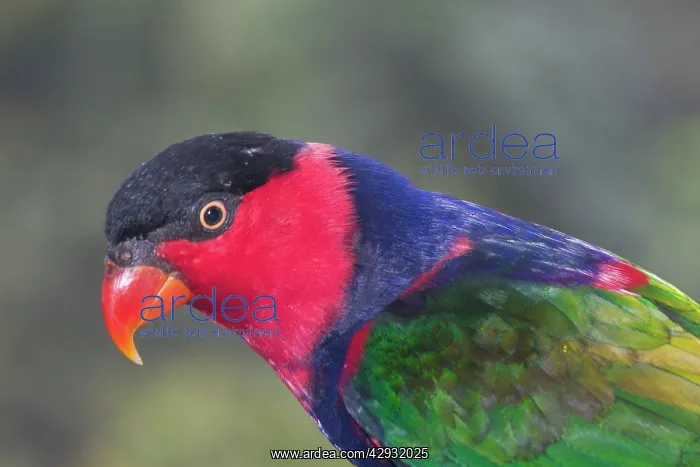 : Black-capped Lory : Black-capped Lory