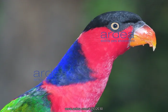 : Black-capped Lory