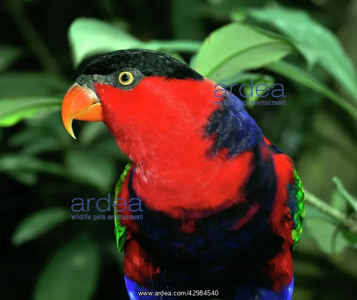 : Black-capped Lory : Black-capped Lory