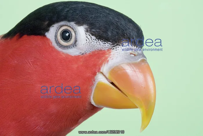 : Black-capped Lory : Black-capped Lory