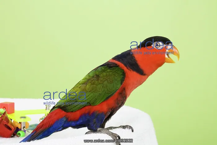 : Black-capped Lory : Black-capped Lory