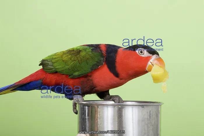 : Black-capped Lory Eating : Black-capped Lory Eating