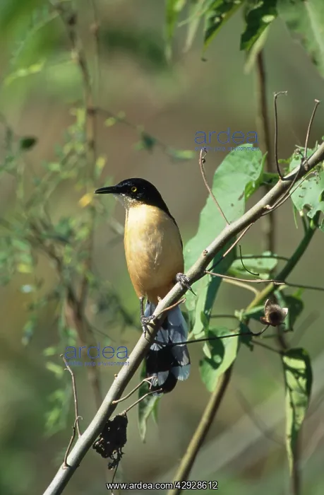 : Black-Capped Mocking THRUSH - (Black-Capped Donacobius) : Black-Capped Mocking THRUSH - (Black-Capped Donacobius)