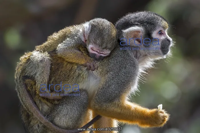 : Black-capped squirrel monkey, Peruvian squirrel : Black-capped squirrel monkey, Peruvian squirrel