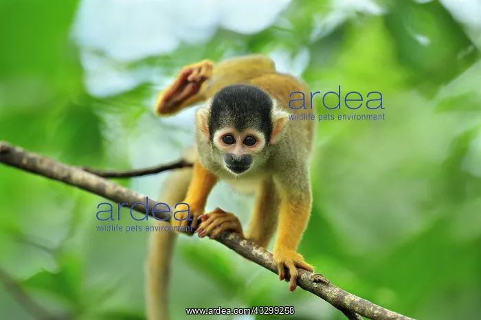 : Black-capped Squirrel Monkey / Peruvian Squirrel : Black-capped Squirrel Monkey / Peruvian Squirrel