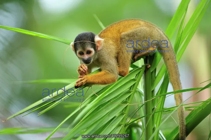 : Black-capped Squirrel Monkey / Peruvian Squirrel : Black-capped Squirrel Monkey / Peruvian Squirrel